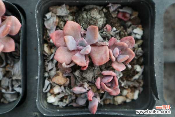 多肉植物的虫害防治