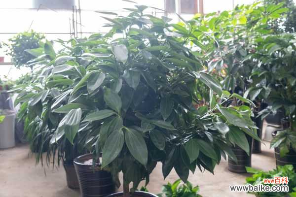 平安树的叶子“皱巴巴”,4个小方法,帮它恢复往日生机!