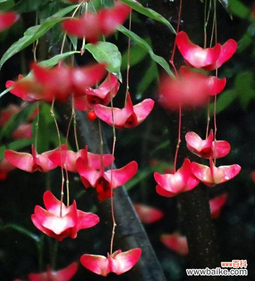 表示发财好运的花花语是什么？如何用花表达发财好运？