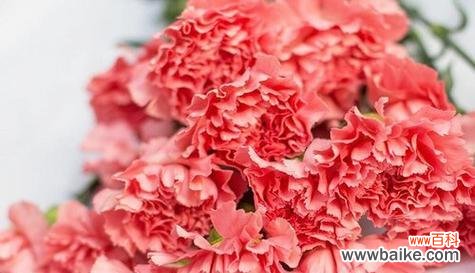 表示感恩的花有哪些？花语中感恩的花代表什么？