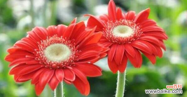 表示感恩的花有哪些？花语中感恩的花代表什么？