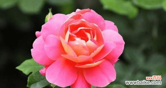 表示感谢的花花语是什么?如何选择感谢的花?