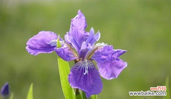 表示感谢的花花语是什么?如何选择感谢的花?