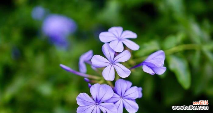 表示高冷的花花语是什么?高冷的花有哪些特点?