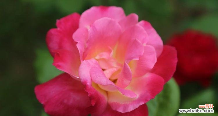 表示恭喜的花有哪些？花语中哪些花代表恭喜？