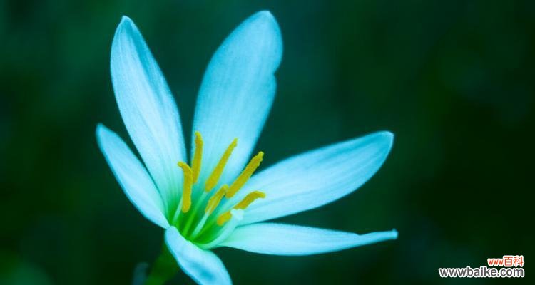 表示孤独的花花语是什么意思？如何理解孤独的花的含义？