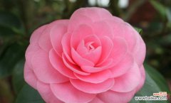 表示好运的花有哪些？花语中好运的花代表什么？