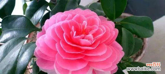 表示吉祥的花花语是什么?如何选择吉祥的花卉?