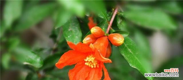 表示吉祥的花花语是什么?如何选择吉祥的花卉?