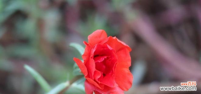 表示纪念的花花语是什么?如何选择合适的纪念花?