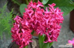 孕妇可以养吊兰花吗 家里有孕妇能养风信子吗？