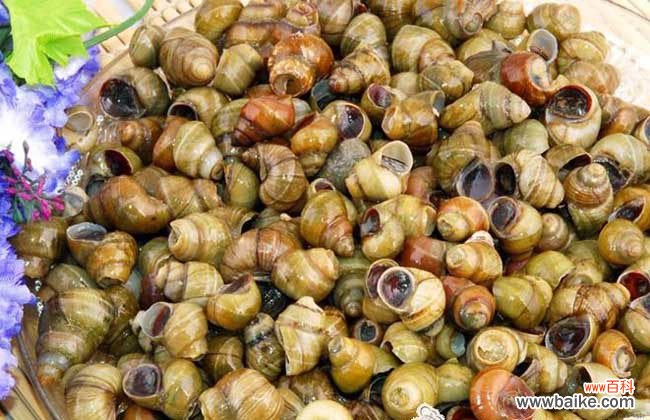 怎样清洗田螺又快又干净 田螺怎么洗才洗得干净?
