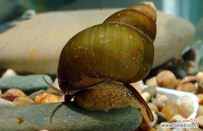 怎样清洗田螺又快又干净 田螺怎么洗才洗得干净?