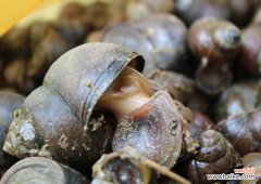 怎样清洗田螺又快又干净 田螺怎么洗才洗得干净？