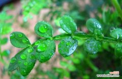 清香木果实功效与作用 清香木的作用有哪些？