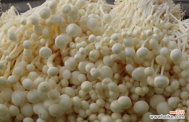 金针菇没熟能吃死人吗 金针菇能生吃吗?