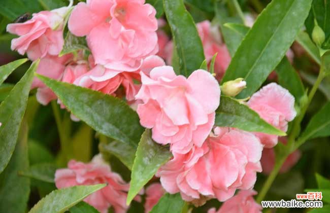 干凤仙花怎么治灰指甲 凤仙花能治疗灰指甲吗？