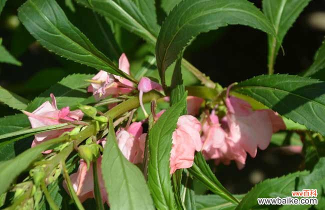 干凤仙花怎么治灰指甲 凤仙花能治疗灰指甲吗？