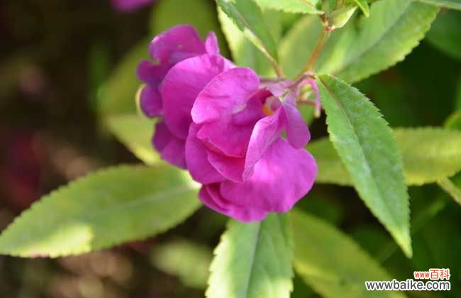 干凤仙花怎么治灰指甲 凤仙花能治疗灰指甲吗？