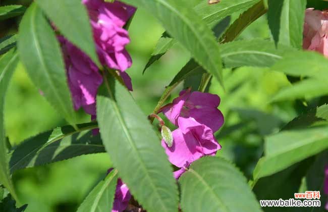 干凤仙花怎么治灰指甲 凤仙花能治疗灰指甲吗？