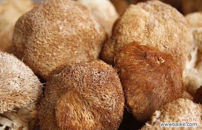 六种人不宜吃猴头菇 猴头菇的泡发方法