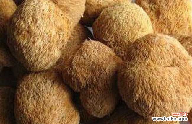 六种人不宜吃猴头菇 猴头菇的泡发方法