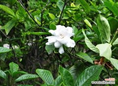 干栀子花泡水喝的功效 栀子花的功效与作用