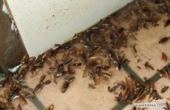 小蟑螂怎么消灭最彻底 夏天家里蟑螂多怎么消灭