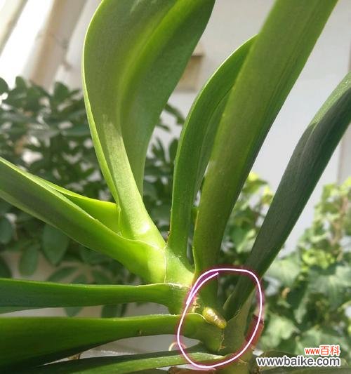 蝴蝶兰发芽后的养护和繁殖技巧 如何处理蝴蝶兰发芽