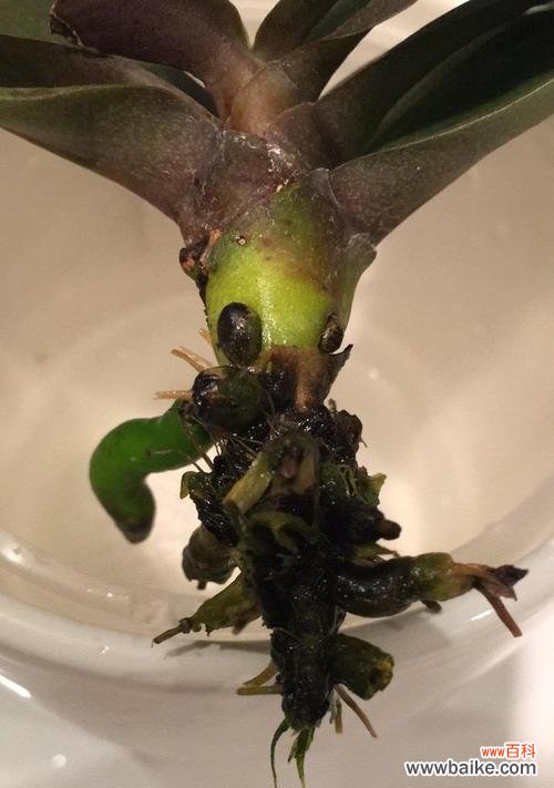 蝴蝶兰发芽后的养护和繁殖技巧 如何处理蝴蝶兰发芽