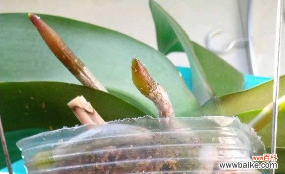 蝴蝶兰发芽后的养护和繁殖技巧 如何处理蝴蝶兰发芽