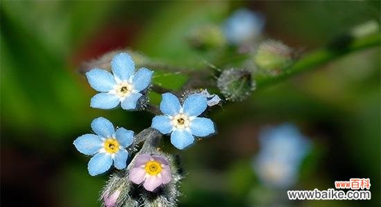 探究勿忘草花序的形态特征和结构特点 勿忘草花序类型解析