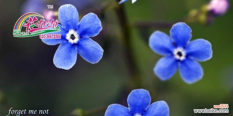 探究勿忘草花序的形态特征和结构特点 勿忘草花序类型解析