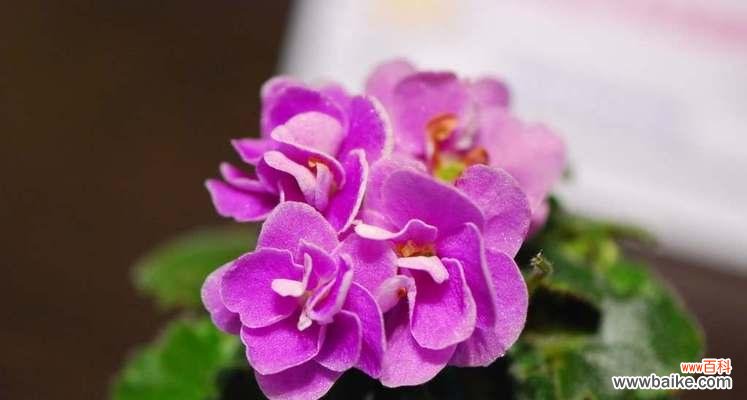 有效的紫罗兰烂根处理方法 如何处理紫罗兰烂根