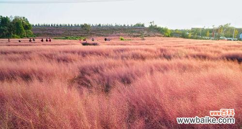 了解粉黛子开花季节及养护方法 探秘粉黛子开花时间