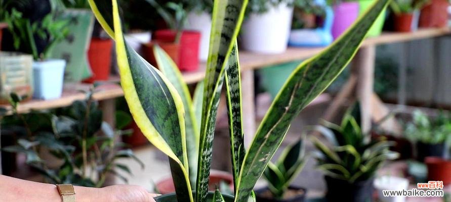 打造舒适温馨的家居绿化环境 虎皮兰的家庭养法