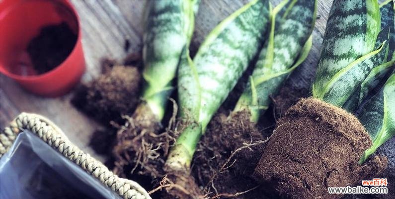 打造舒适温馨的家居绿化环境 虎皮兰的家庭养法