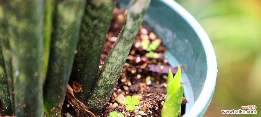 打造舒适温馨的家居绿化环境 虎皮兰的家庭养法