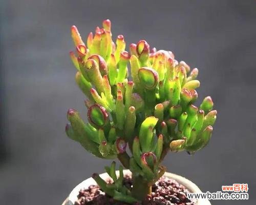 打造高效盈利的青锁龙养殖场 青锁龙养殖方法