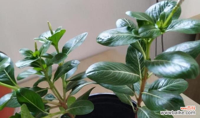 家居美化的最佳选择，让你的花园变得更美丽 长春花的养殖方法