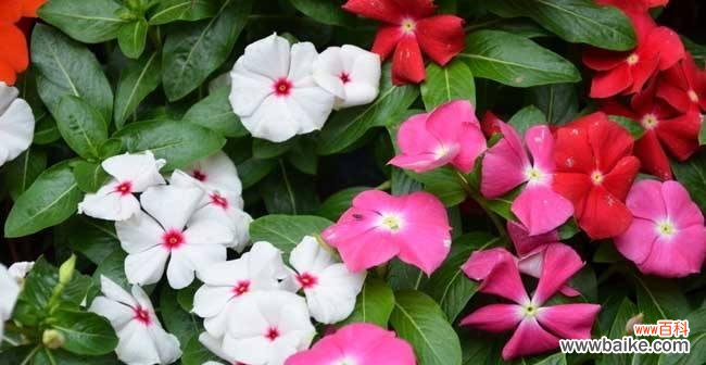 家居美化的最佳选择，让你的花园变得更美丽 长春花的养殖方法