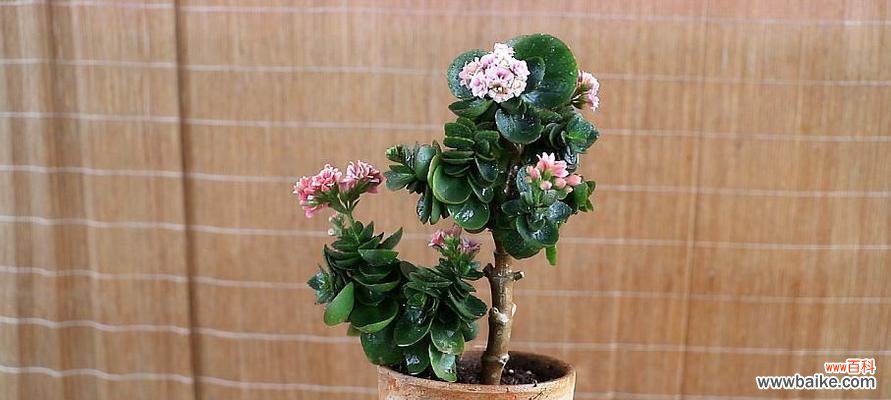 开花秘籍 长寿花如何养护才能开出美丽的花朵