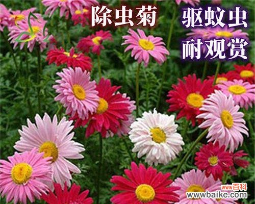 从种植到收获,打造健康绿色生活 除虫菊种子种植指南