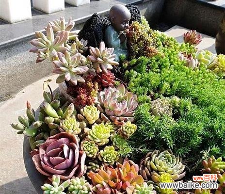 让你的多肉成活无忧，从种植时间开始 多肉种植秘籍