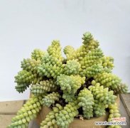 让你的多肉成活无忧，从种植时间开始 多肉种植秘籍