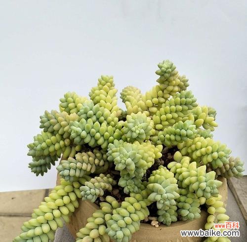 让你的多肉成活无忧，从种植时间开始 多肉种植秘籍