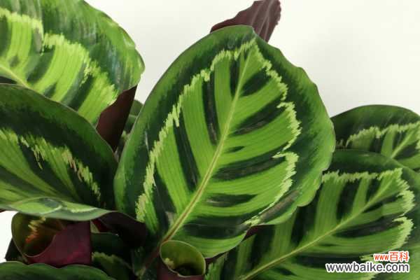 青苹果竹芋叶子耷拉下垂怎么办