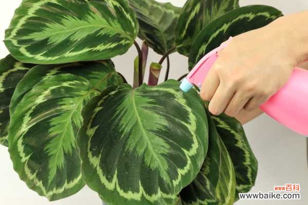 青苹果竹芋叶子耷拉下垂怎么办