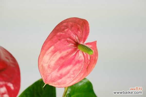 红掌不开花是什么原因，花小是什么原因