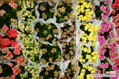 长寿花为什么不开花